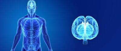 Autonomic Nervous System